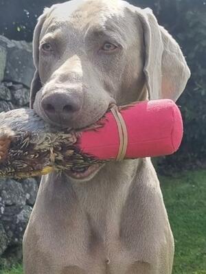 Hundwith Hurricane