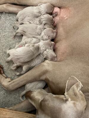 3 days old