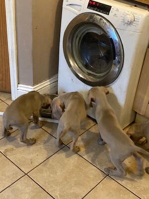 learning about washing machines!