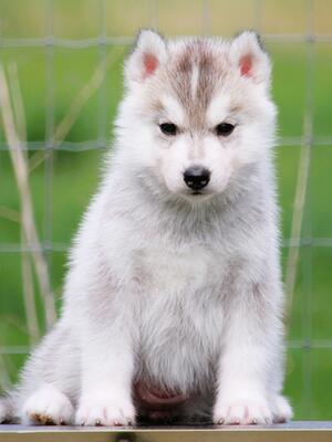 grey/white female
