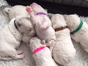 PUPPIES 9 DAYS OLD