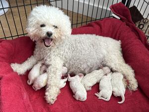 A Beautiful litter of Bichon Frise puppied