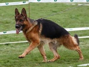 Cobra at 16 months