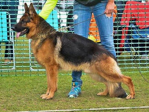 V1 Bundaberg Renzo Vom Equiside
