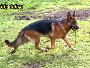 Cobra at 2 yrs