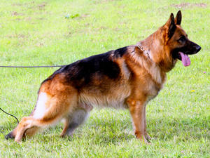 sire to litter