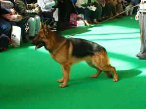 CH Mascani Ikon Crufts winner 2010, 2011, 2012,2