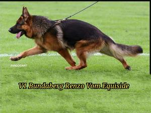 Renzo on the move