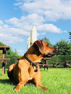 Marley enjoying the sun in our beer garden.