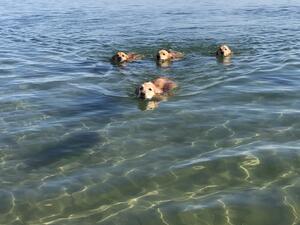 The goldie family