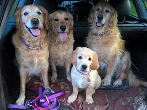 The goldie family
