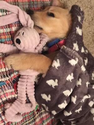 Indigo as a puppy
