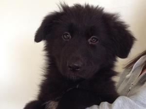 All black bitch puppy