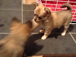 Gorgeous litter of long coat puppies, l