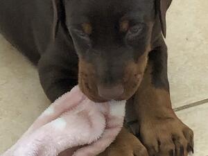 4 weeks old