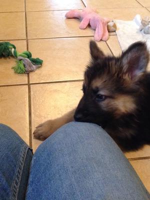 Male puppy