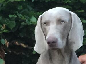 Bonnie August 2020