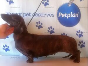 A truly beautiful girl with an amazing pedigree