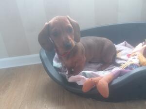 One beautiful girl available, kc assured breeder,