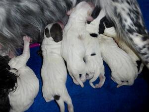 Pups born May 21st