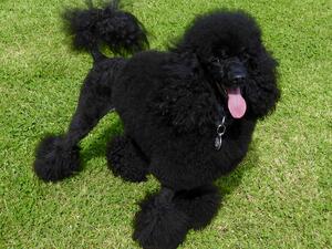 Aged 18 months