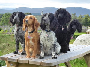 Enjoying a holiday in Scotland