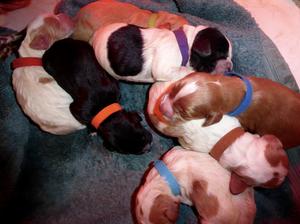 New born pups