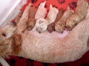 Pups born 6th March