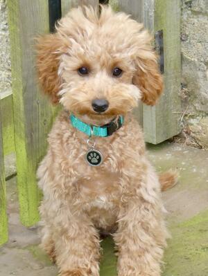 4 months old