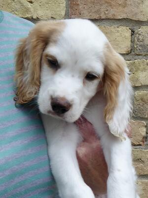 Lemon Roan boy, last puppy available