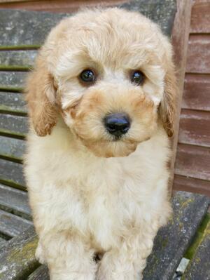 8 weeks old