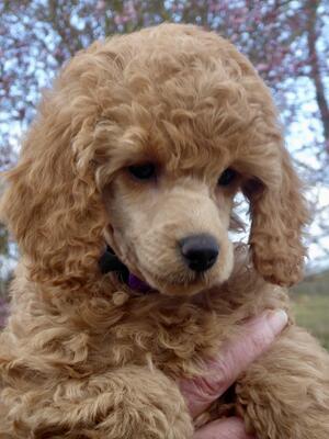 Puppy from this pairing last year