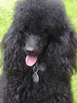 Aged 18 months