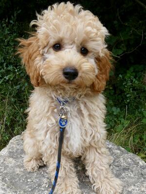 14 weeks old