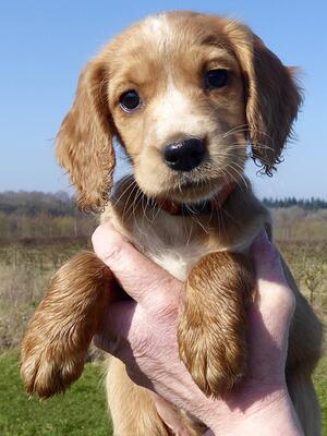 Aged 8 weeks