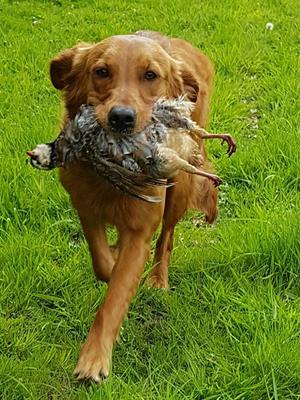 Jezzie retrieving