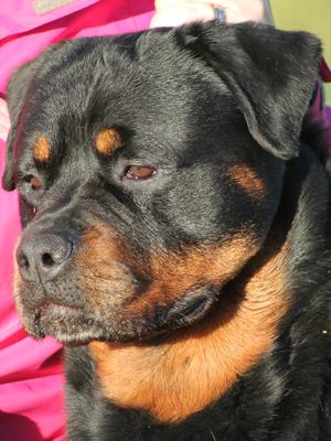 Sebastien