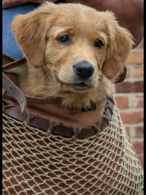 Ozzie as a puppy