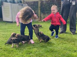 Puppies!