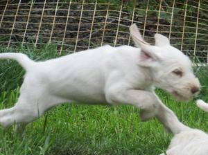 Puppy Cybele