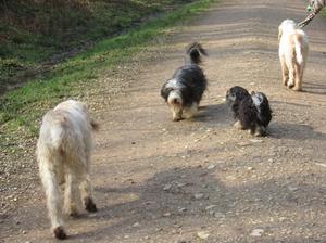Beardoni clan