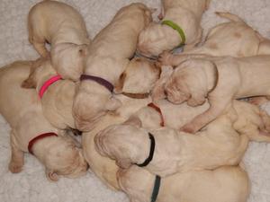Puppy group