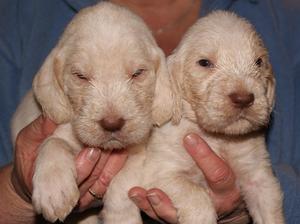 Attis and Atlas