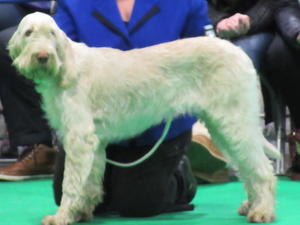 Crufts 2018