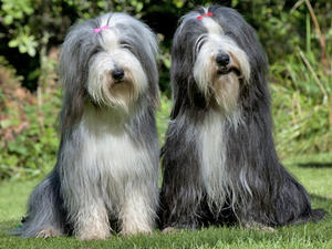 Missy and Lily on a photo session