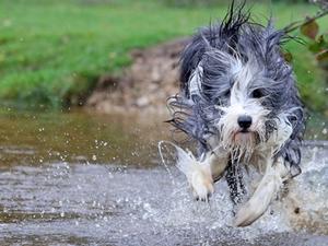 Magic in full flight