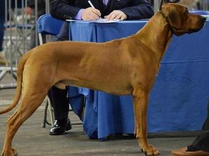 Scottish Hound Association
