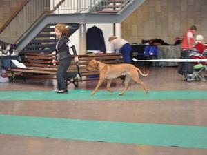 RR Club of Scotland Championship Show