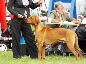 Leeds Championship show