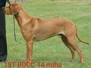 Border Union Championship show RDCC